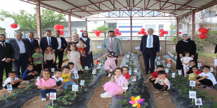 Minik öğrenciler, kendi ektikleri çilekleri hasat etti